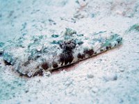 Crocodile Flathead, this is a head shot he is about 2 feet long.  Paupa New Guinea